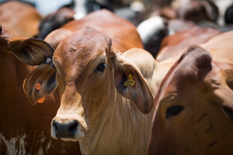 Declaração de rebanho deve ser feita até dia 31