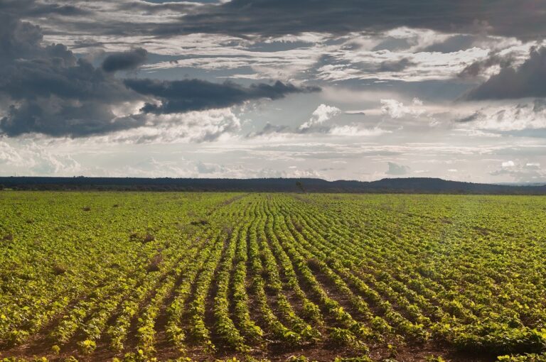 Produtor rural tem até dia 17 para cadastrar lavoura de soja