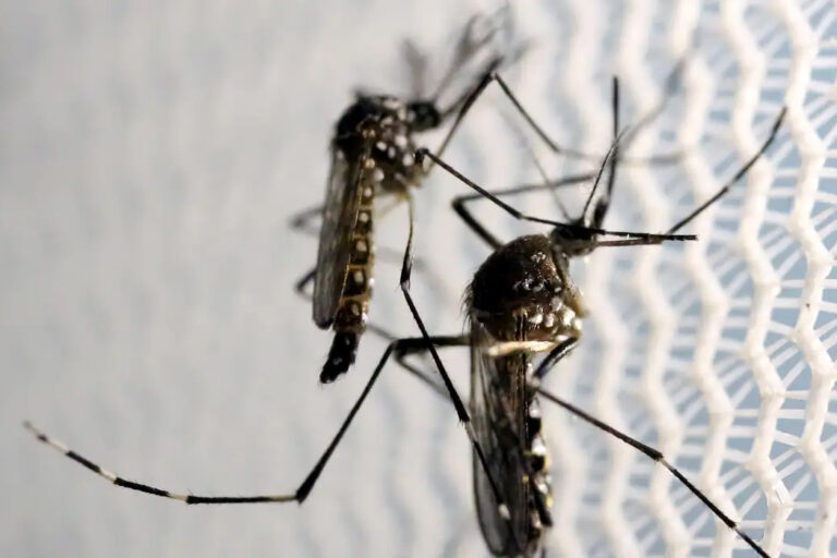 Combate à dengue é reforçado com apoio dos conselhos comunitários de segurança