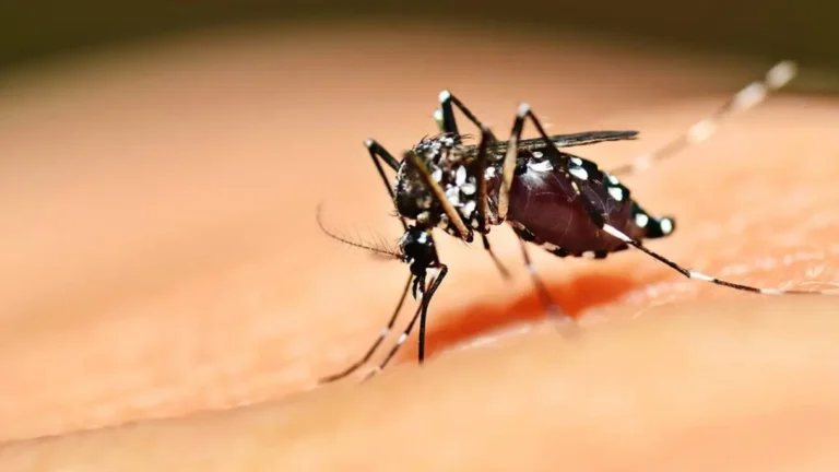 HDT alerta para riscos da dengue e reforça prevenção