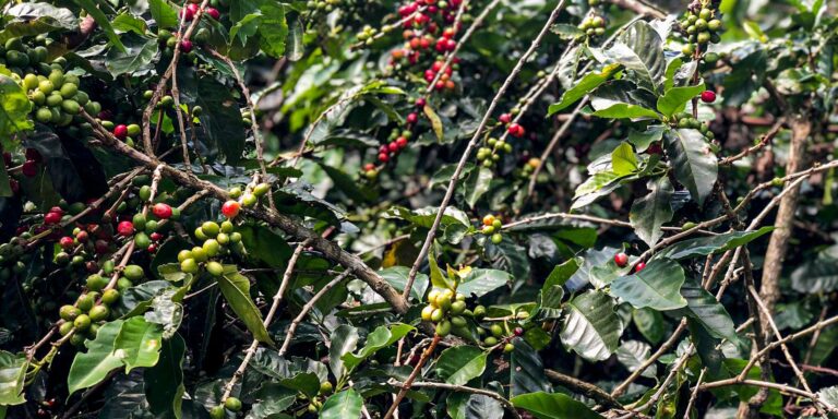 Conab estima queda na produção de café com 51,8 milhões de sacas