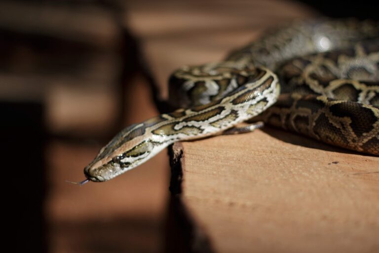Inscrições para o Zoo Noturno serão abertas na sexta-feira (4)