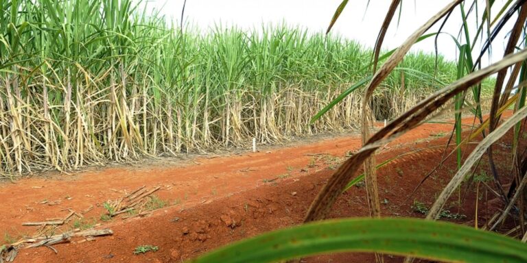 Conab estima produção de 663,4 milhões de toneladas de cana