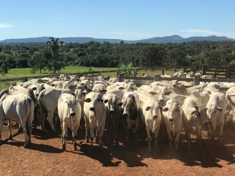 Declaração obrigatória de rebanho em Goiás pode ser feita até 15 de julho