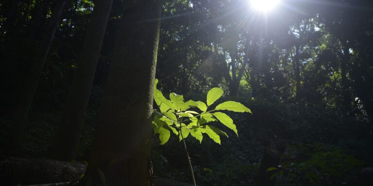 Sesc São Paulo tem programação especial na Semana do Meio Ambiente