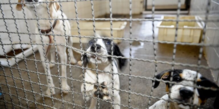 Projeto aprovado na Câmara proíbe uso de animais em testes cosméticos