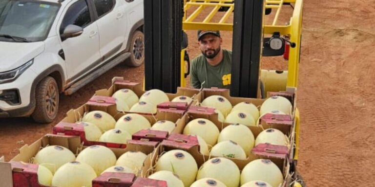 Agrodefesa garante segurança fitossanitária e Goiás inicia exportação de melão para Argentina