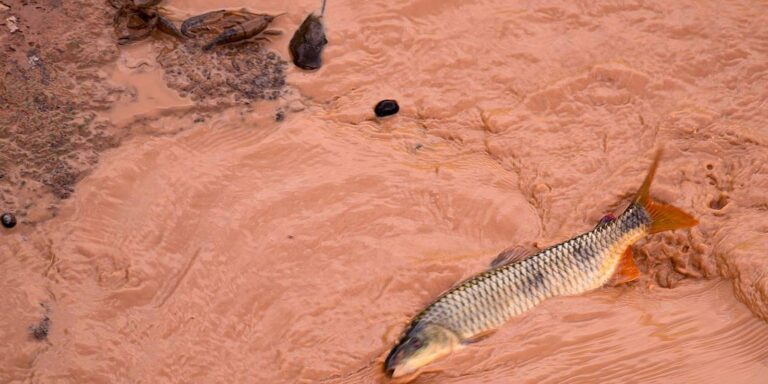 Samarco e Vale são multadas em mais de R$ 1,8 bilhão
