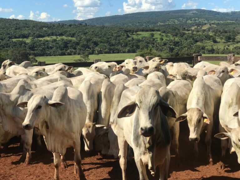 Produtor rural, fique atento à 2ª etapa da Declaração de Rebanho