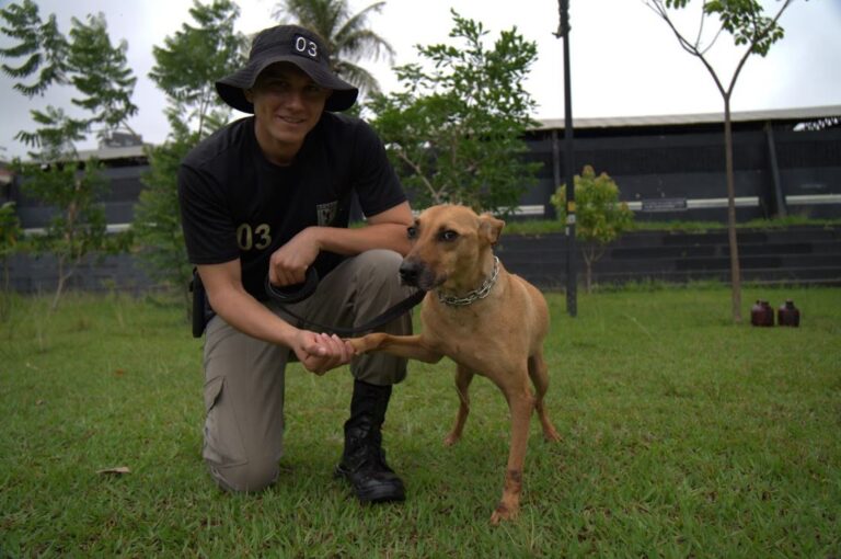 Adote! PM promove projeto pioneiro de adestramento e adoção de cães de rua