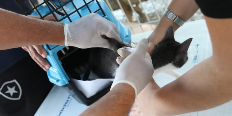 Conselho de Veterinária alerta para doença que afeta gatos