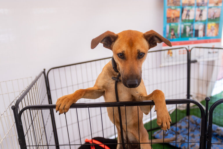 De Patas Abertas: CLDF realiza campanha de adoção de animais na próxima terça (28)