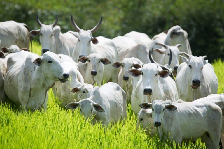 Atenção, produtor rural! Declaração de Rebanho 2026 começa em 1º de maio