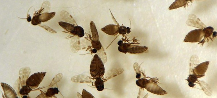 Saúde confirma primeiro caso de febre Oropouche em Anápolis