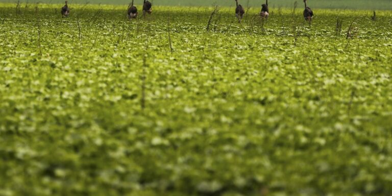 CMN passa a exigir fotos com localização comprovada em seguro rural