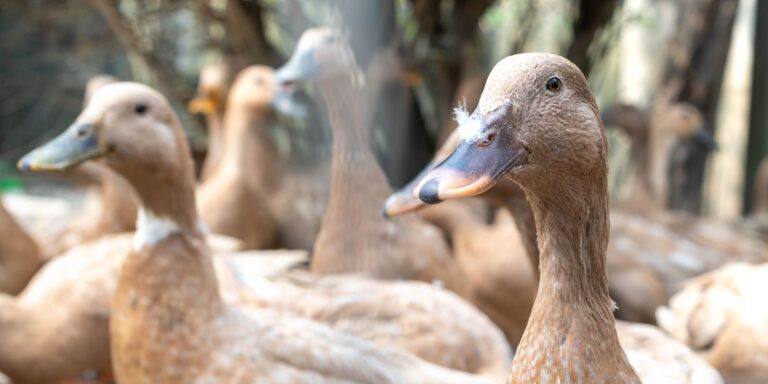 Entidades defendem projeto que proíbe alimentação forçada de animais